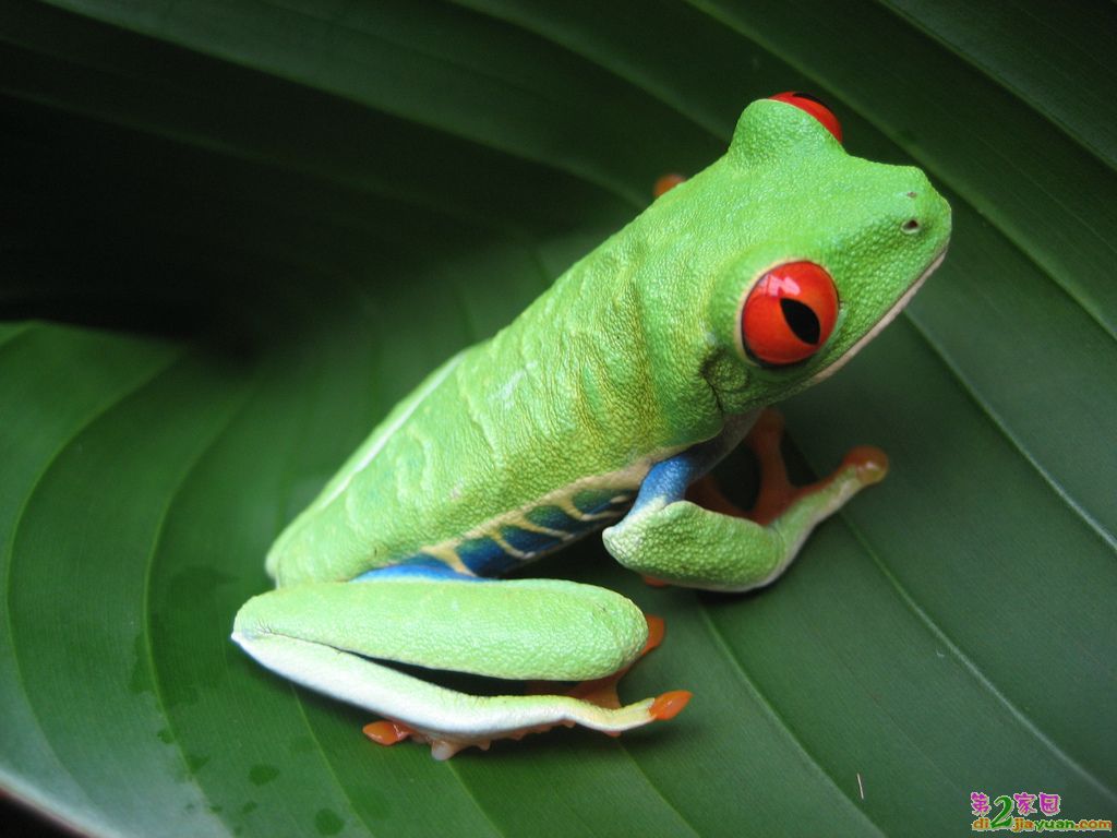 Costa Rican Frog.jpg