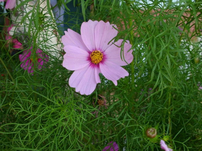 CIMG0283.jpg