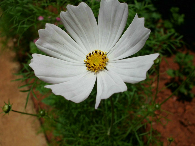 CIMG0345.jpg