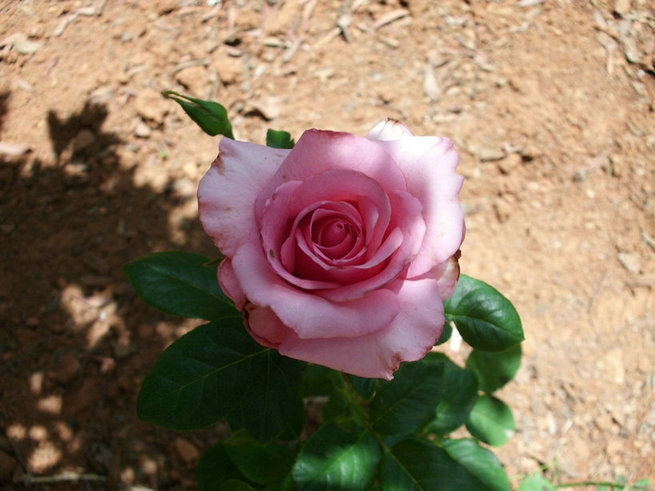CIMG0357.jpg