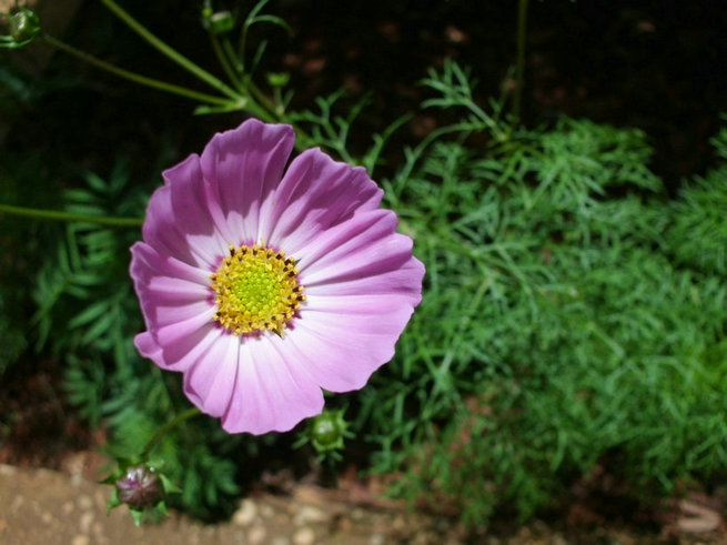 CIMG0359.jpg