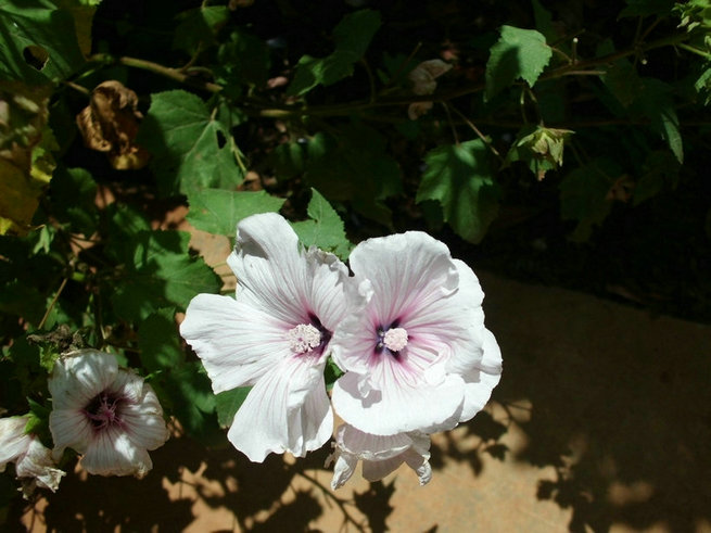 CIMG0361.jpg