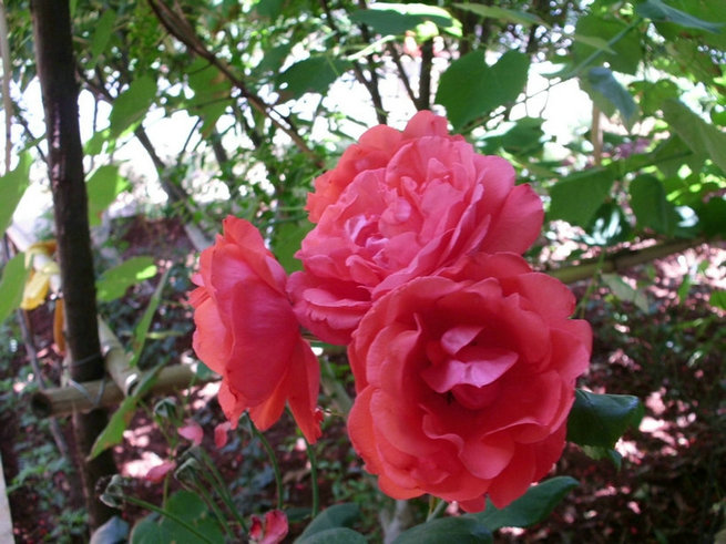 CIMG0373.jpg