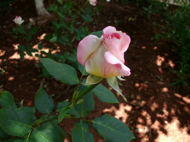 CIMG0390.jpg