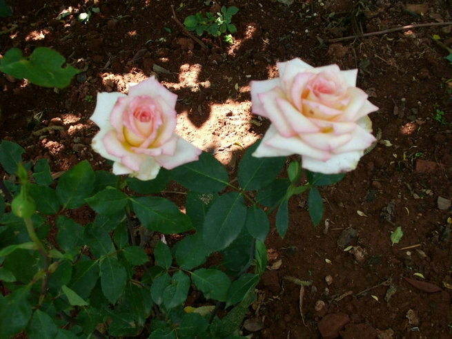CIMG0391.jpg