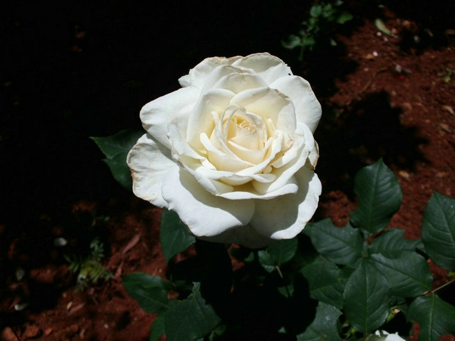 CIMG0395.jpg