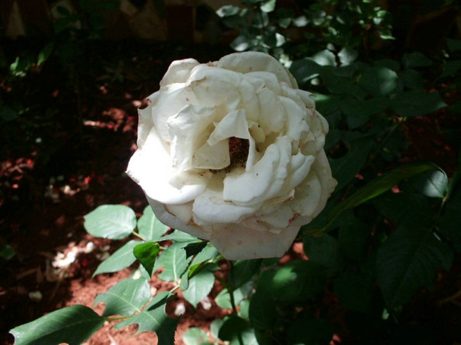 CIMG0399.jpg