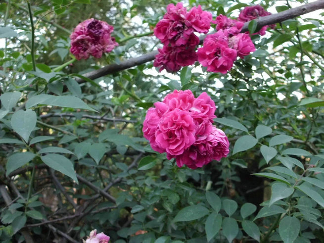 CIMG0442.jpg