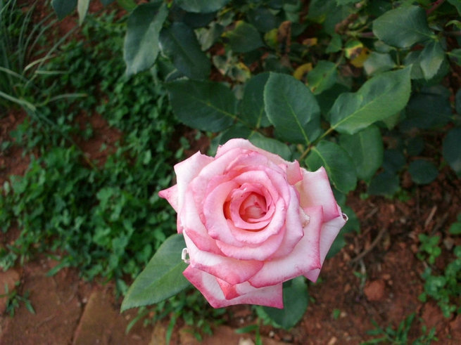CIMG0519.jpg