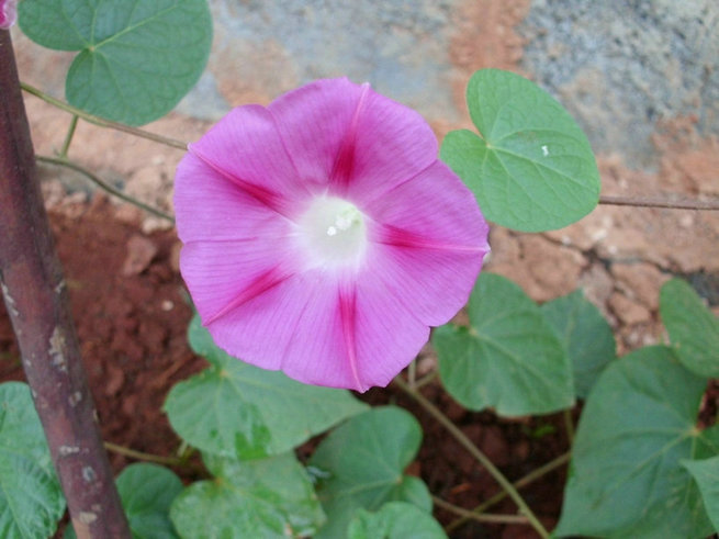 CIMG0556.jpg
