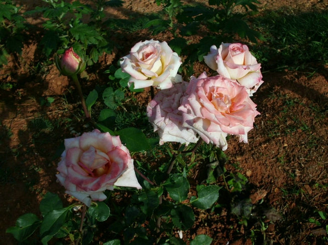CIMG0569.jpg