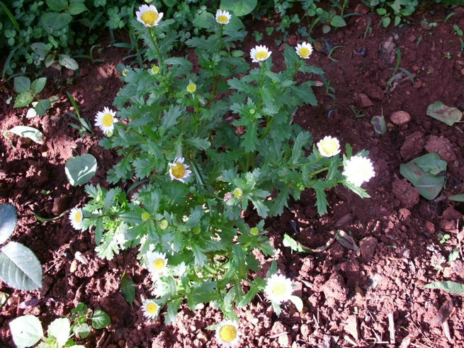 CIMG0586.jpg