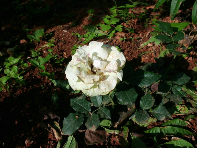 CIMG0587.jpg