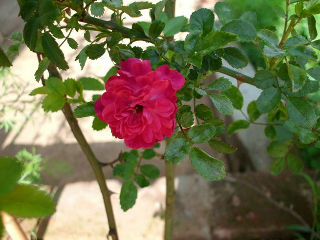 CIMG0620.jpg