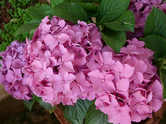 CIMG0653.jpg