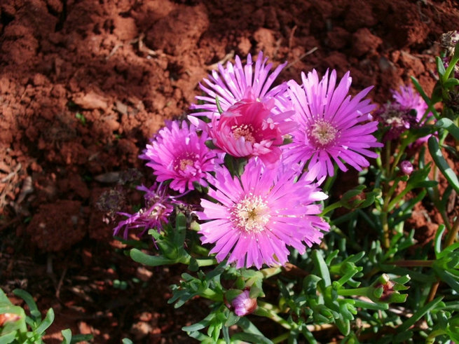 CIMG0888.jpg