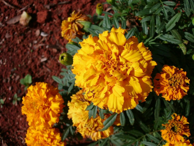 CIMG0891.jpg