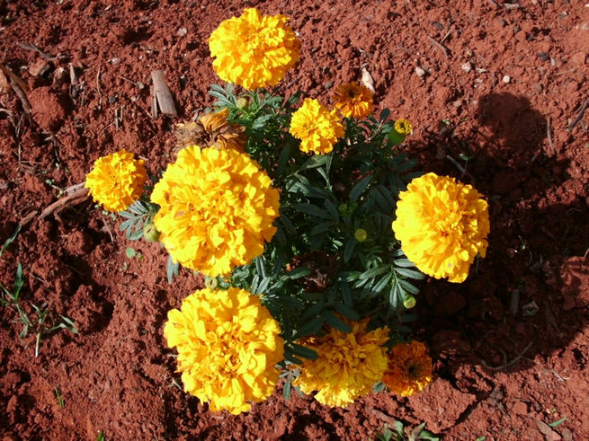 CIMG0892.jpg