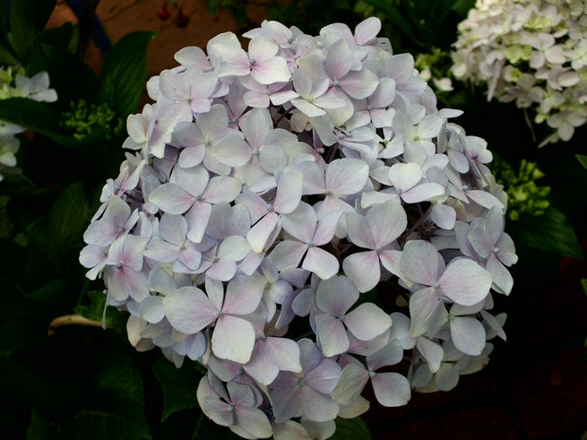 CIMG0978.jpg