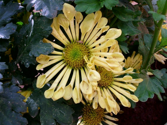 CIMG0984.jpg