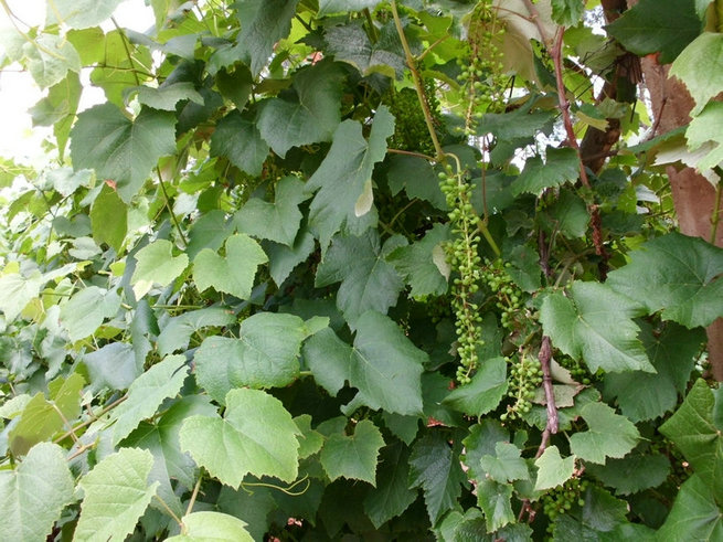 CIMG0314.jpg