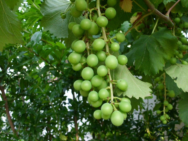 CIMG0426.jpg