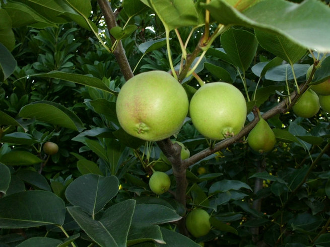 CIMG0468.jpg