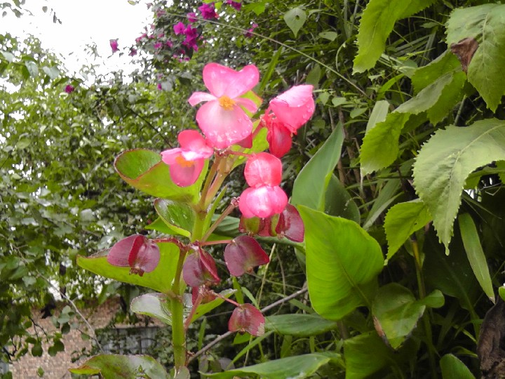 S1520155.JPG