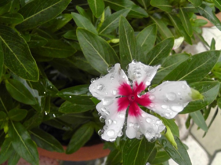 S1520141.JPG