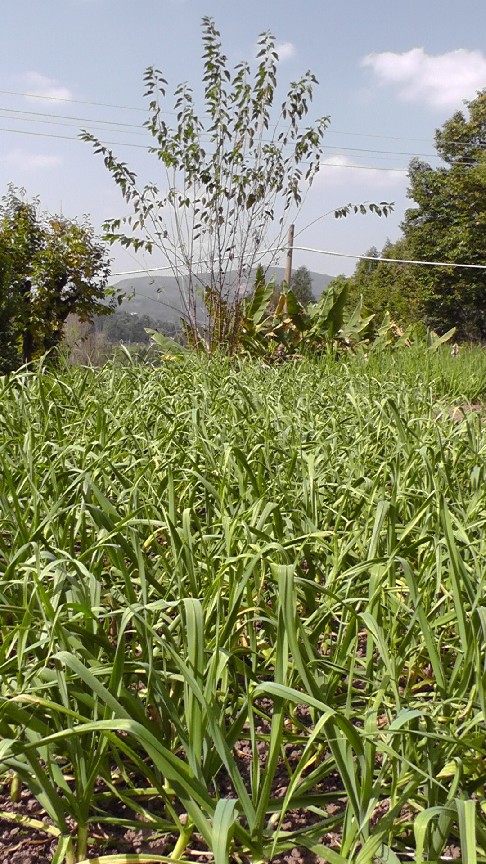S1550136.JPG