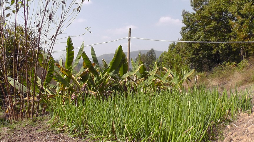 S1550137.JPG