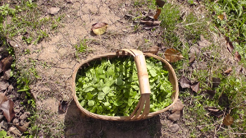 S1550144.JPG