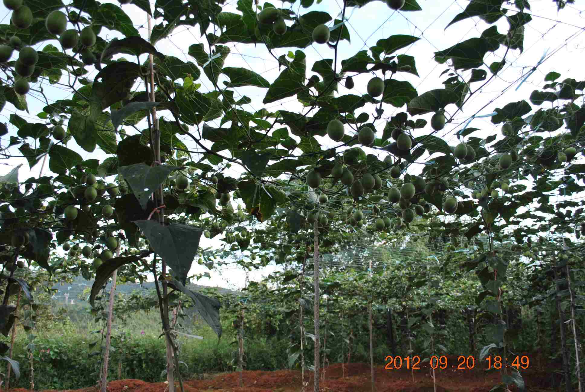 04.jpg