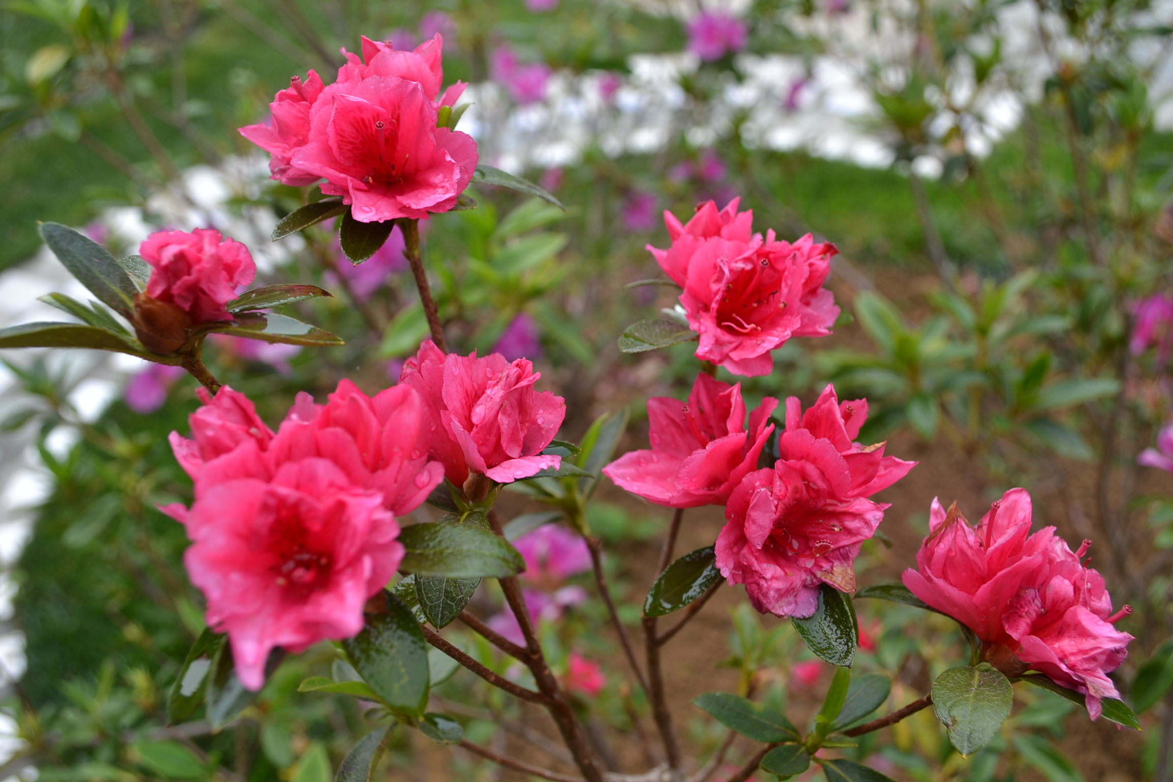 DSC_0002.JPG