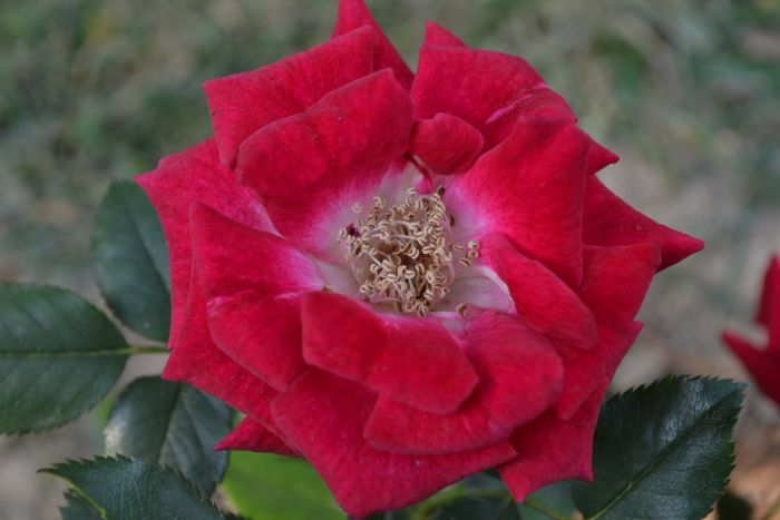 DSC_0026.JPG