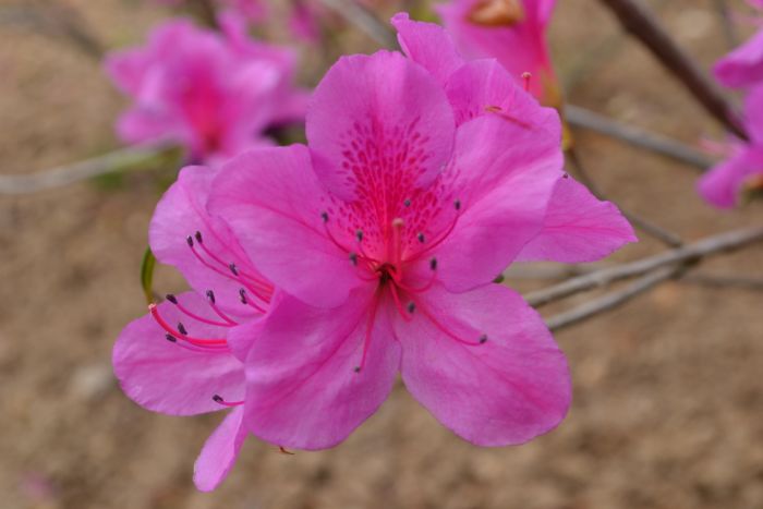 DSC_0045.JPG