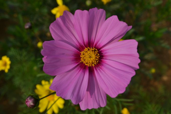 DSC_0064.JPG