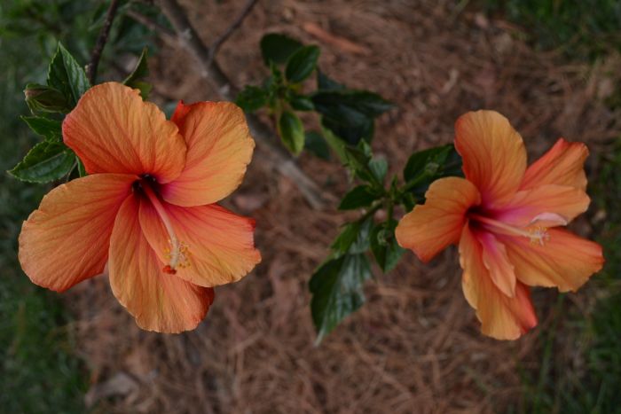 DSC_0052.JPG