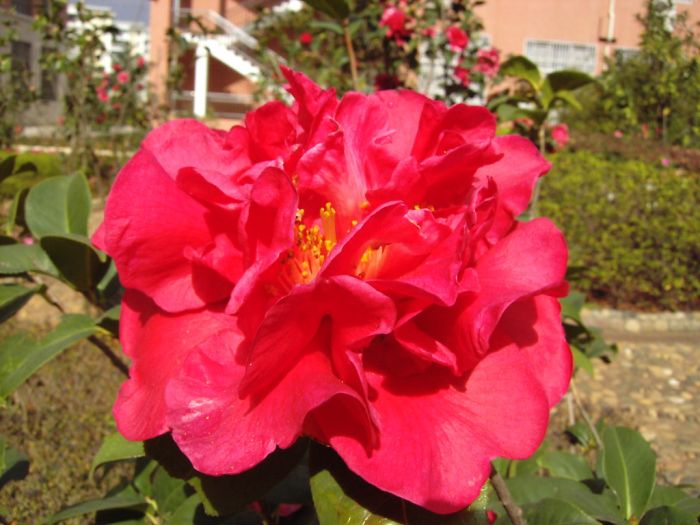 DSCI0052.JPG