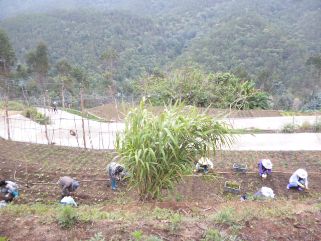 87.jpg