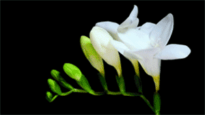 0.gif