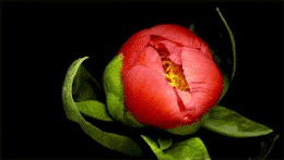 0 (3).gif