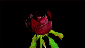 0 (7).gif