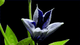 0 (10).gif