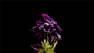 0 (11).gif