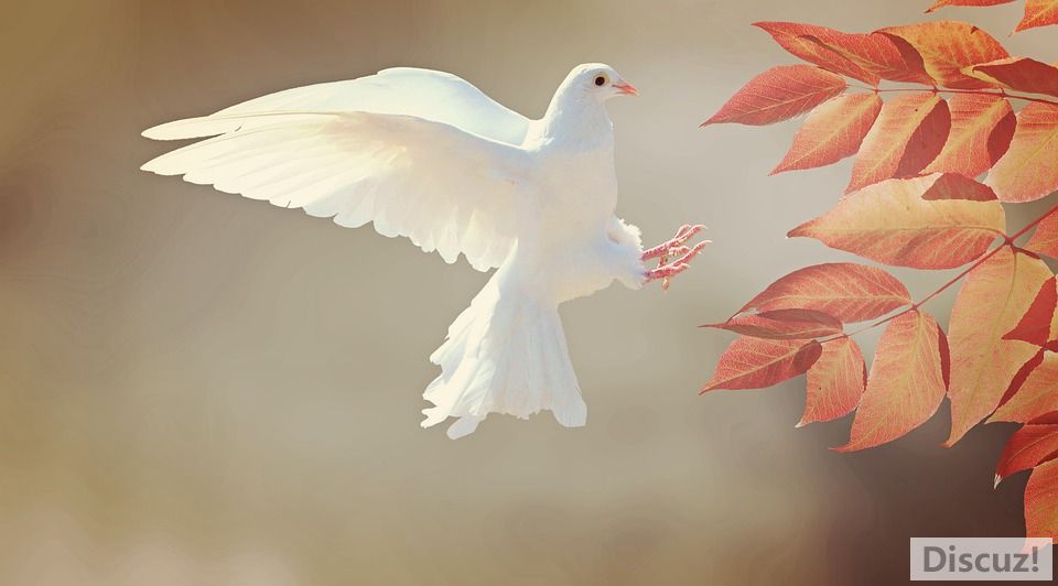 dove-2516641_960_720.jpg