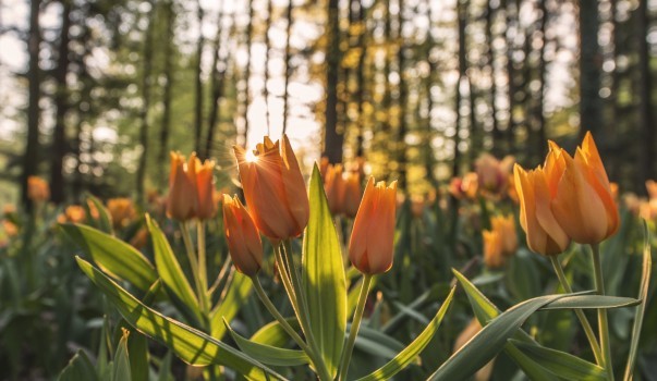 sunset-tulip-forest.jpg